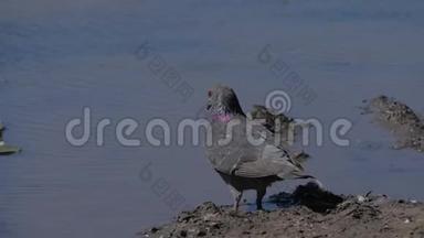 成群的鸽子喝水。 野生鸽子在夏天热的时候从水坑里喝水。 鸽子的概念